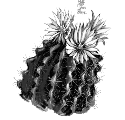 Cactus Fiorito (Mammillaria Backebergiana) - immagine 2