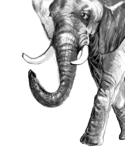 Elefante Africano - immagine 2