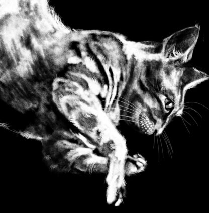 Gatto (Felis Catus) - immagine 2