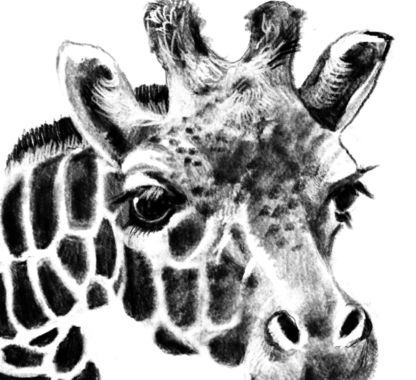 Giraffa - immagine 2