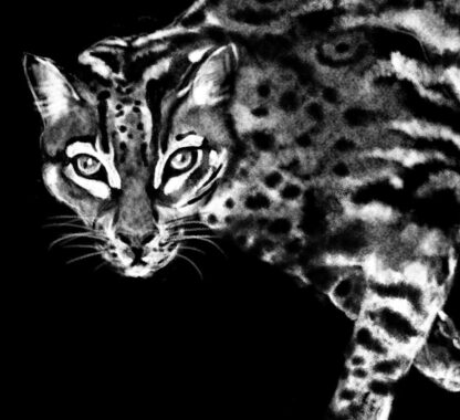 Gattopardo (Ocelot) - immagine 3