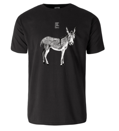 Asino (Equus africanus asinus)