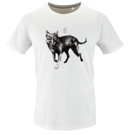 Lupo (Canis lupus)